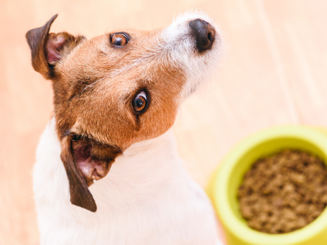 Nutrition for the Canine Oncology Patient: | The Oncology Service - Canine Cancer And Nutrition For Therapy Dogs